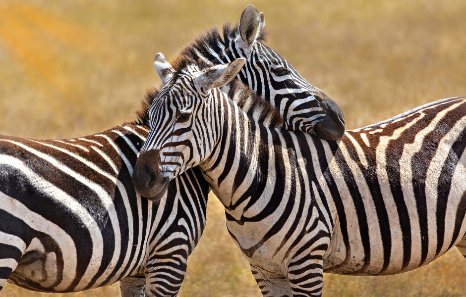 Children's English article (41) why do zebras have stripes