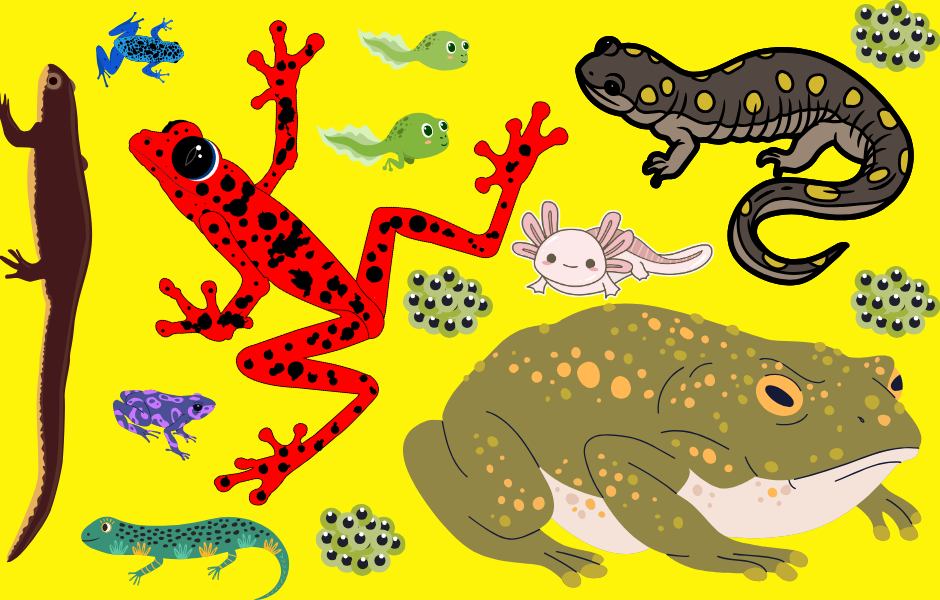 a kids guide to amphibians