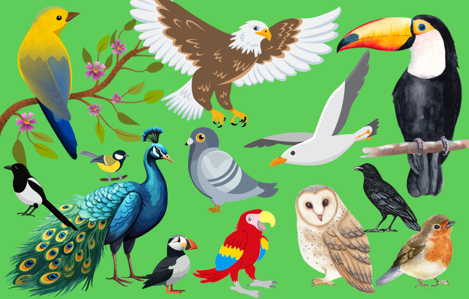 Children's English article (48) a kids guide to birds