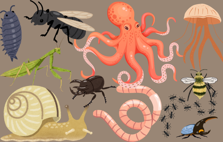 What makes an invertebrate an invertebrate? Creepy crawlies and ocean oddballs