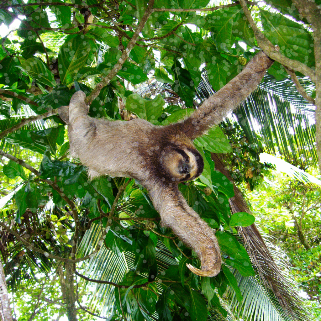 A sloth in a tree - A kid’s guide to sloths: slow, strong and full of surprises