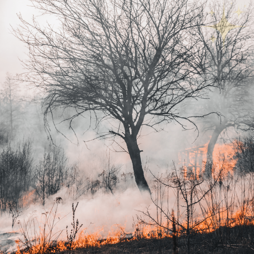 English news article for kids (52) kids news article wildfires