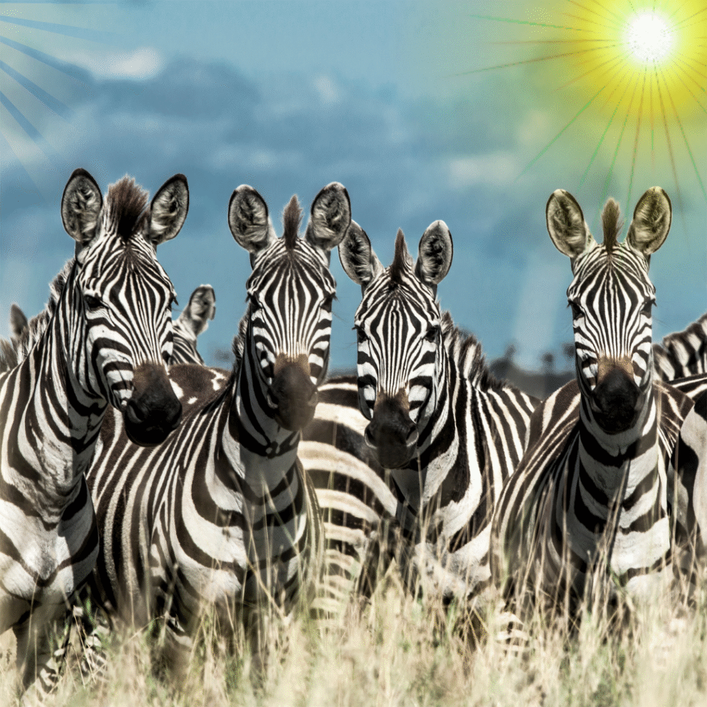 English news article for kids (58) why do zebras have stripes