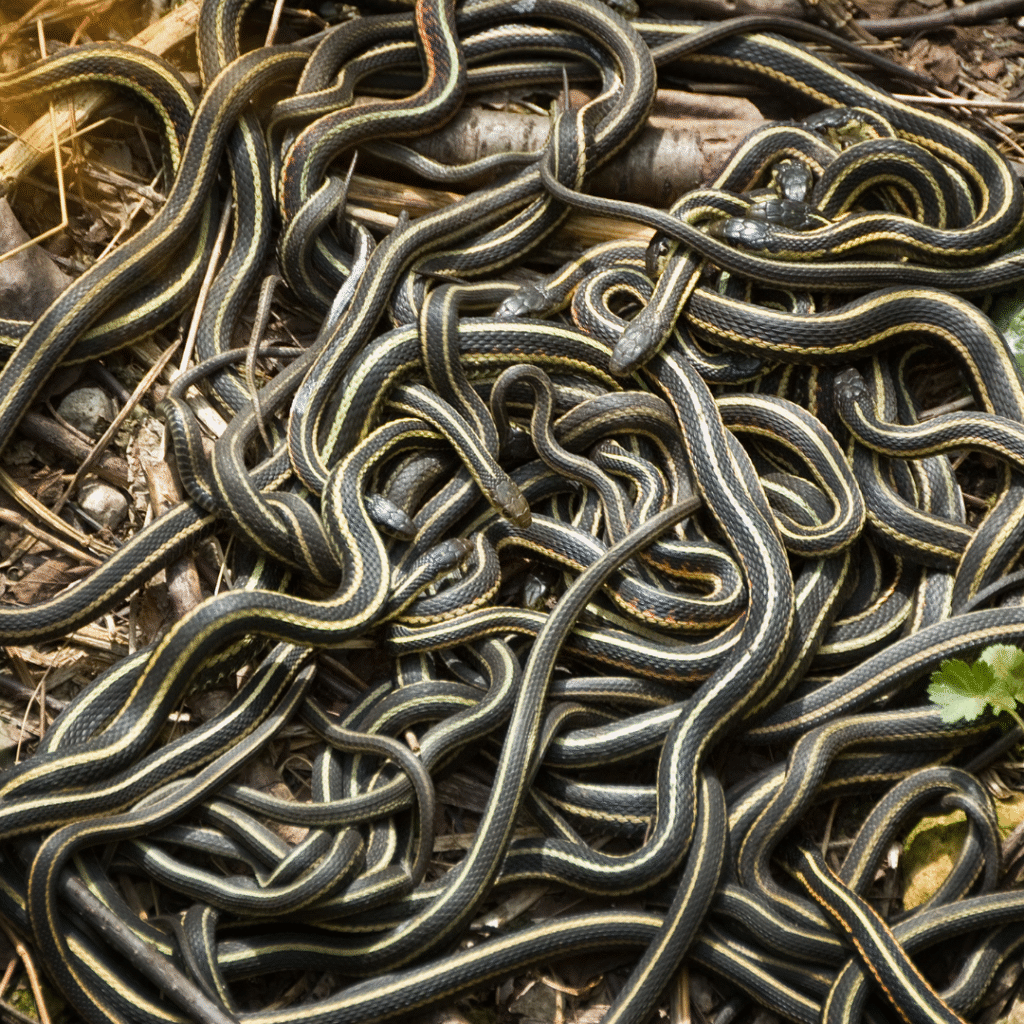 English news article for kids (63) kids guide to reptiles