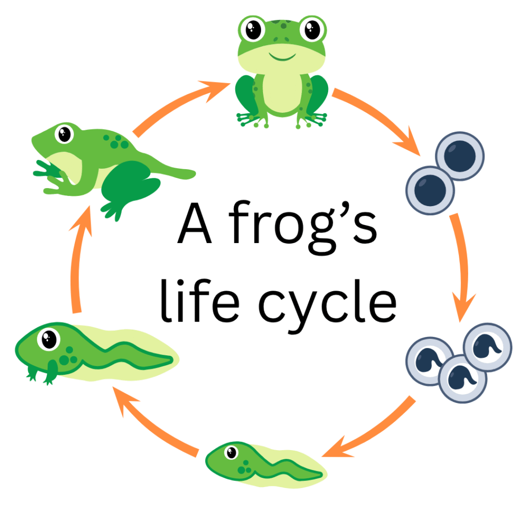 a kids guide to amphibians