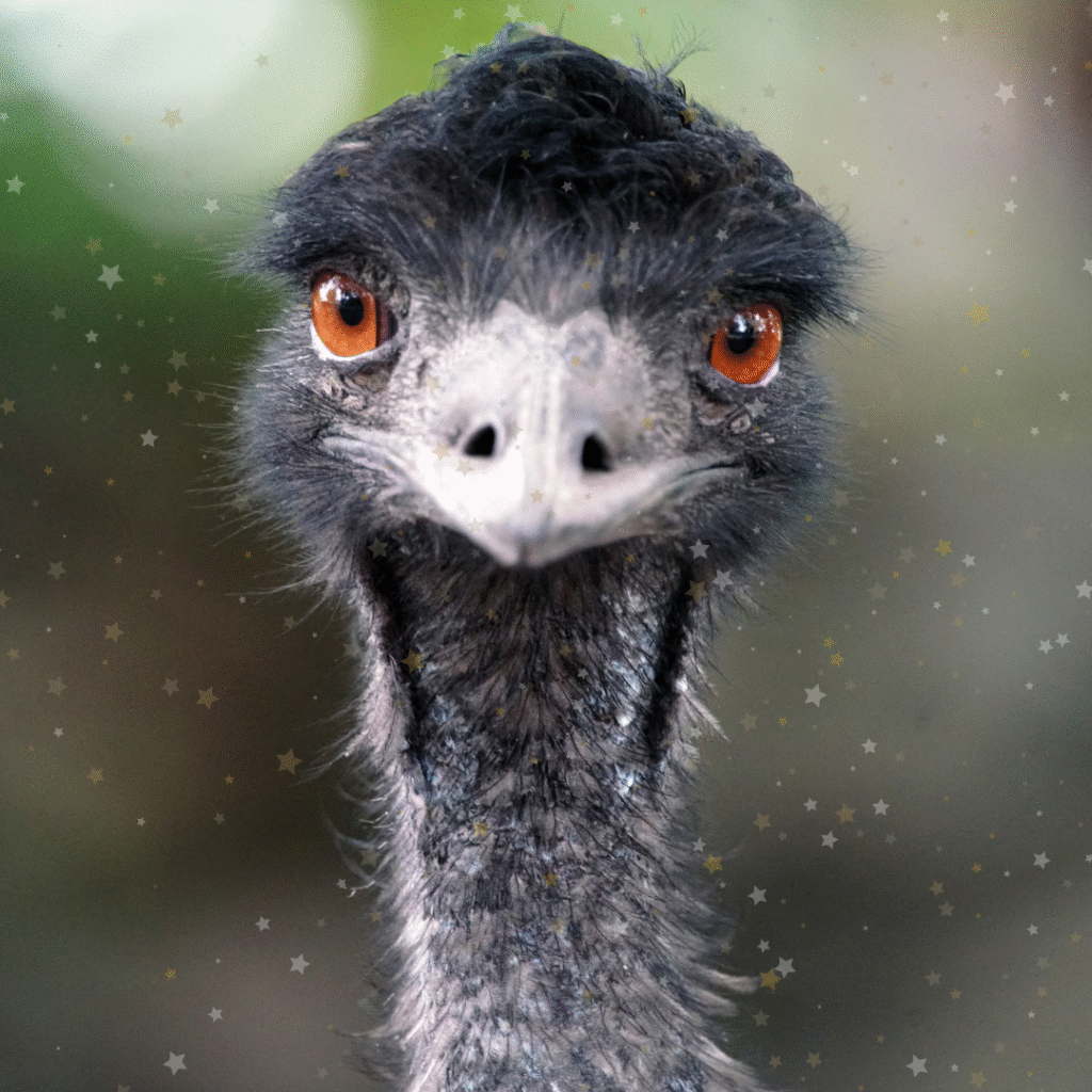 English news article for kids (65) What makes a bird a bird? A kids’ guide to feathers, flight and funky beaks