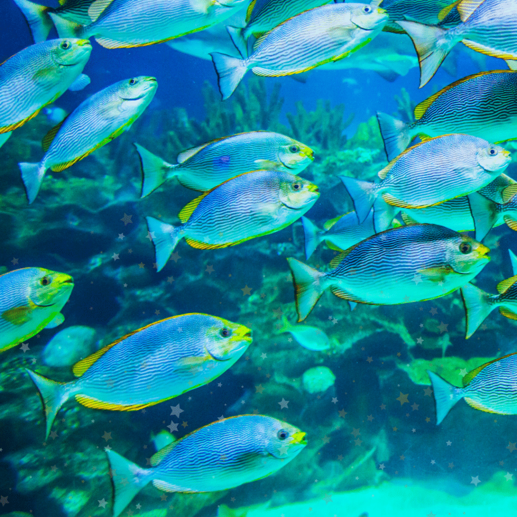 kids guide to fish