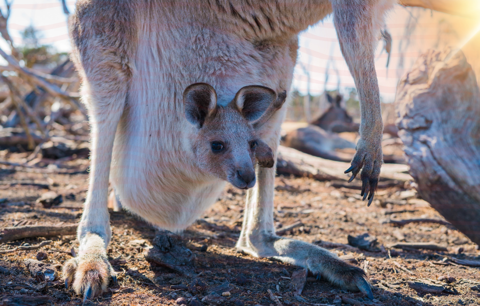 a kids guide to marsupials