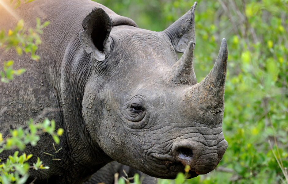 kids animal news rhino