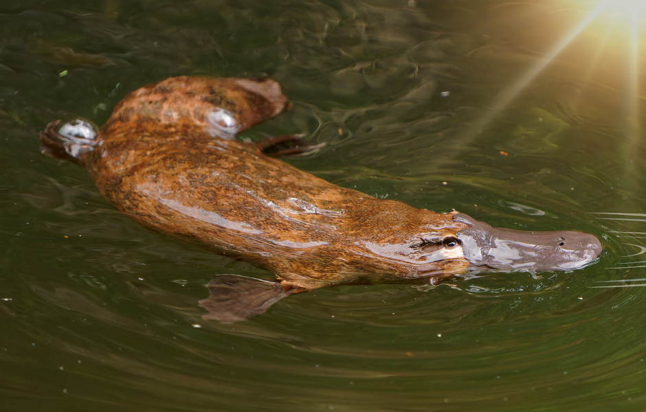 A kids guide to duck-billed platypus