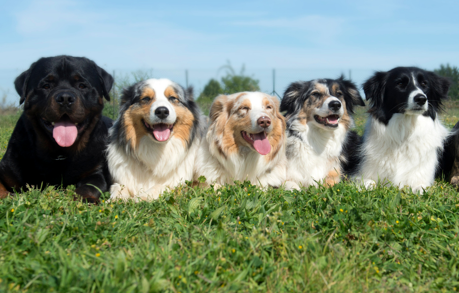 kids guide to international dog day