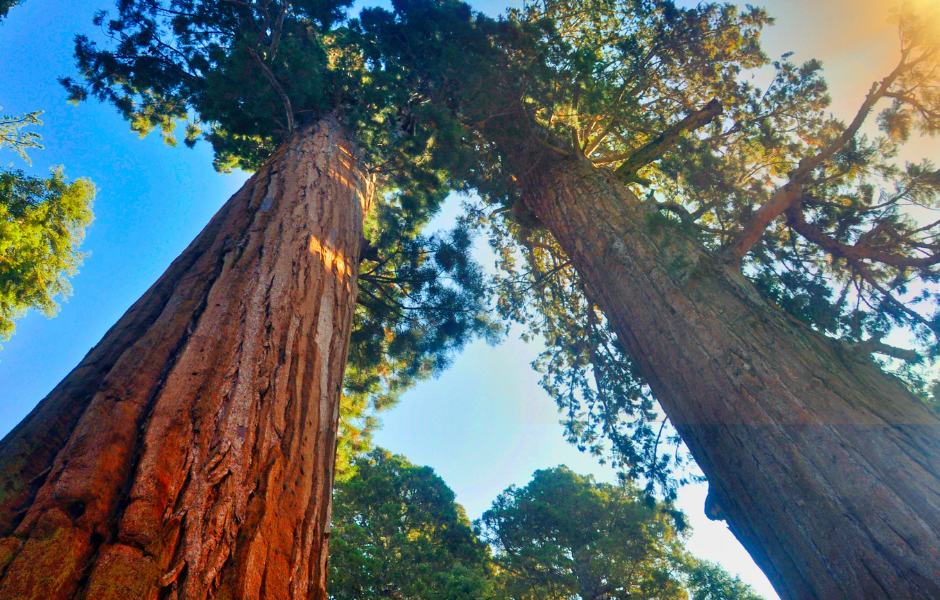 kids guide to the worlds tallest trees