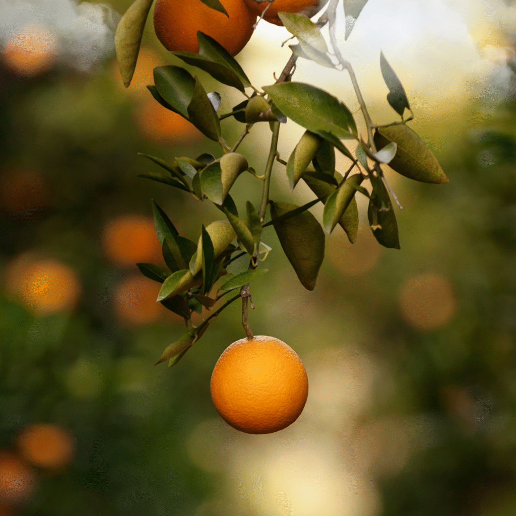 kids guide to oranges