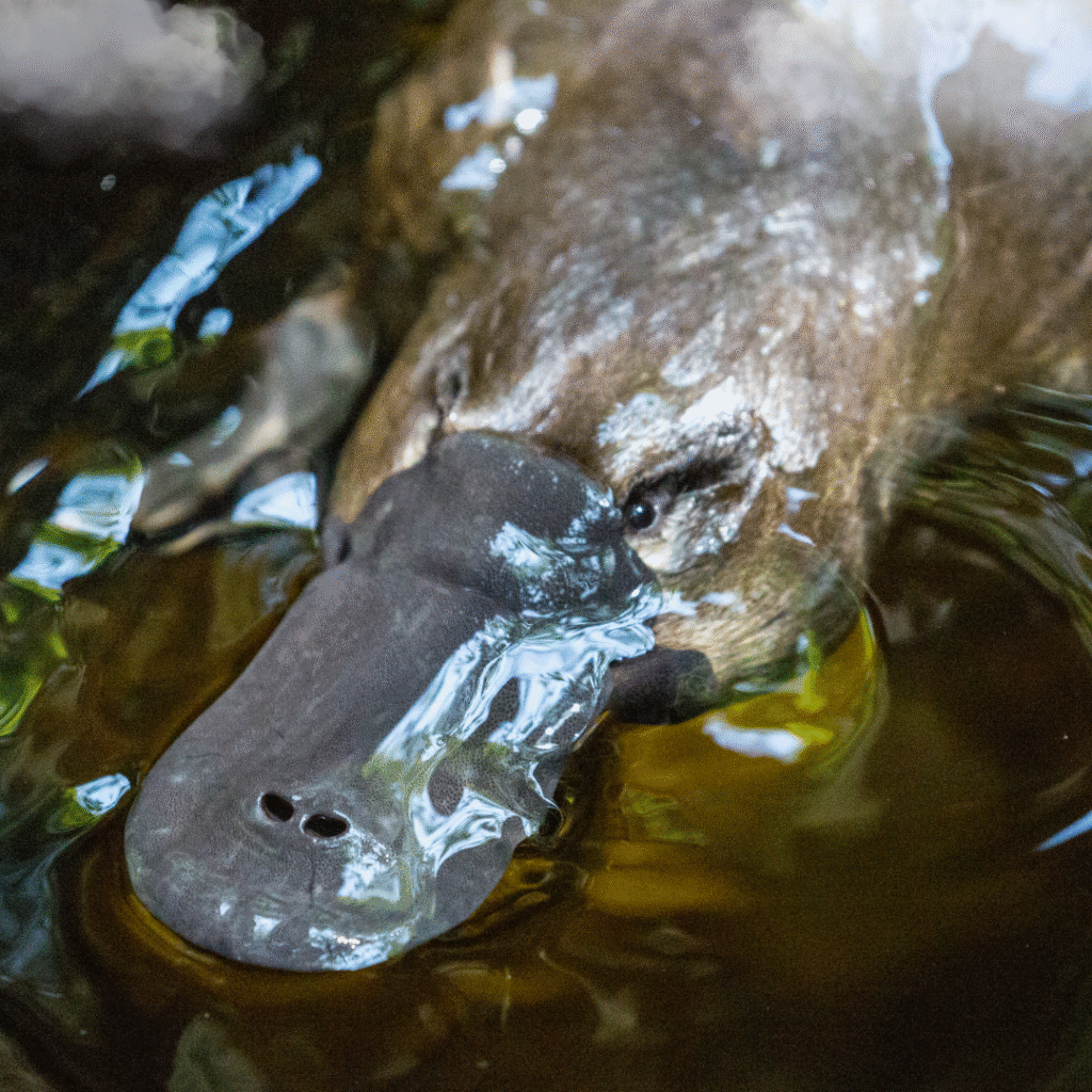English news article for kids (89) The duck-billed platypus: Perhaps nature’s strangest animal!