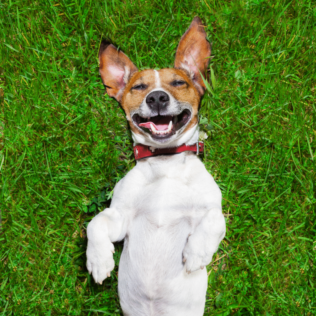English news article for kids (93) kids guide to international dog day