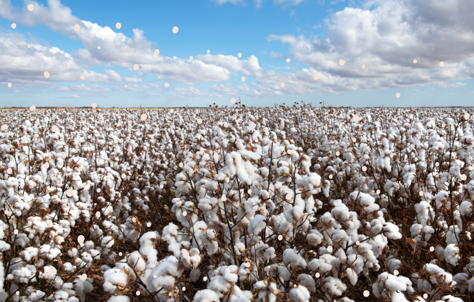 A cotton field - What is cotton A kids’ guide to how it’s made and why it matters