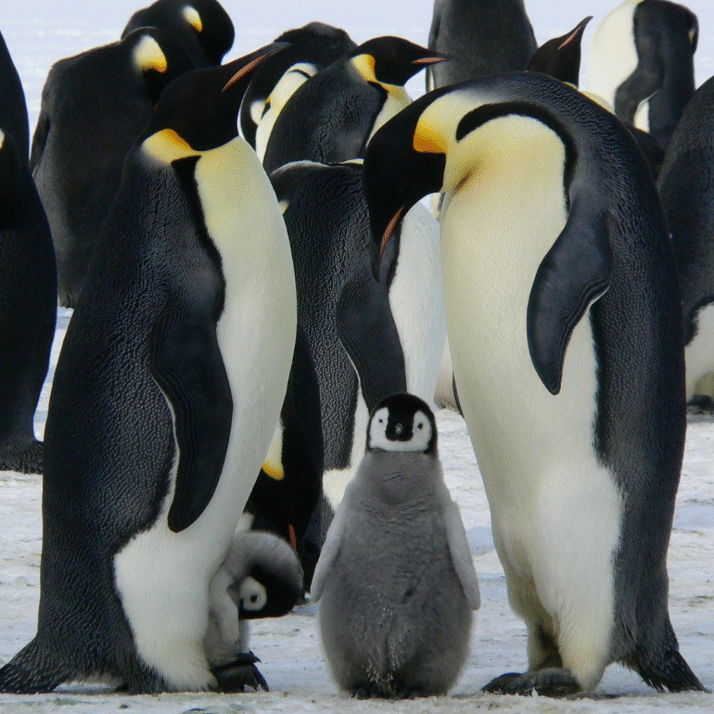 a kids guide to penguins