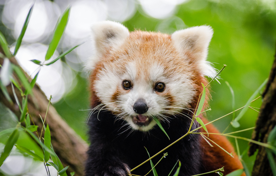 A kids’ guide to endangered species and how we can protect them