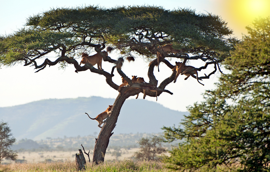 Lions in a tree - A Kids’ Wild Adventure in Serengeti National Park