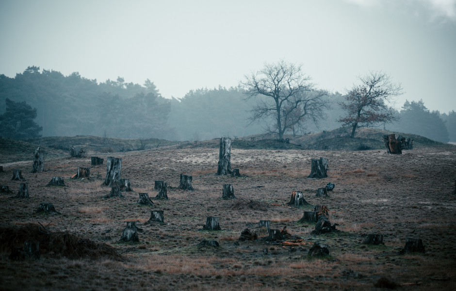 Childrens English article Deforestation how forests are disappearing and why it matters
