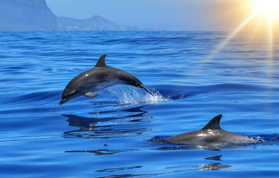 Dolphins swimming - Children's English article - amazing facts about dolphins and why they need protection