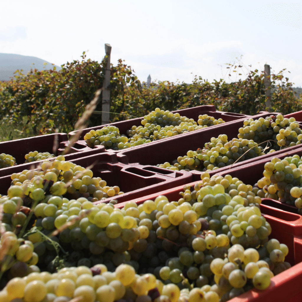 Lots of grapes in baskets - A special festival in Georgia