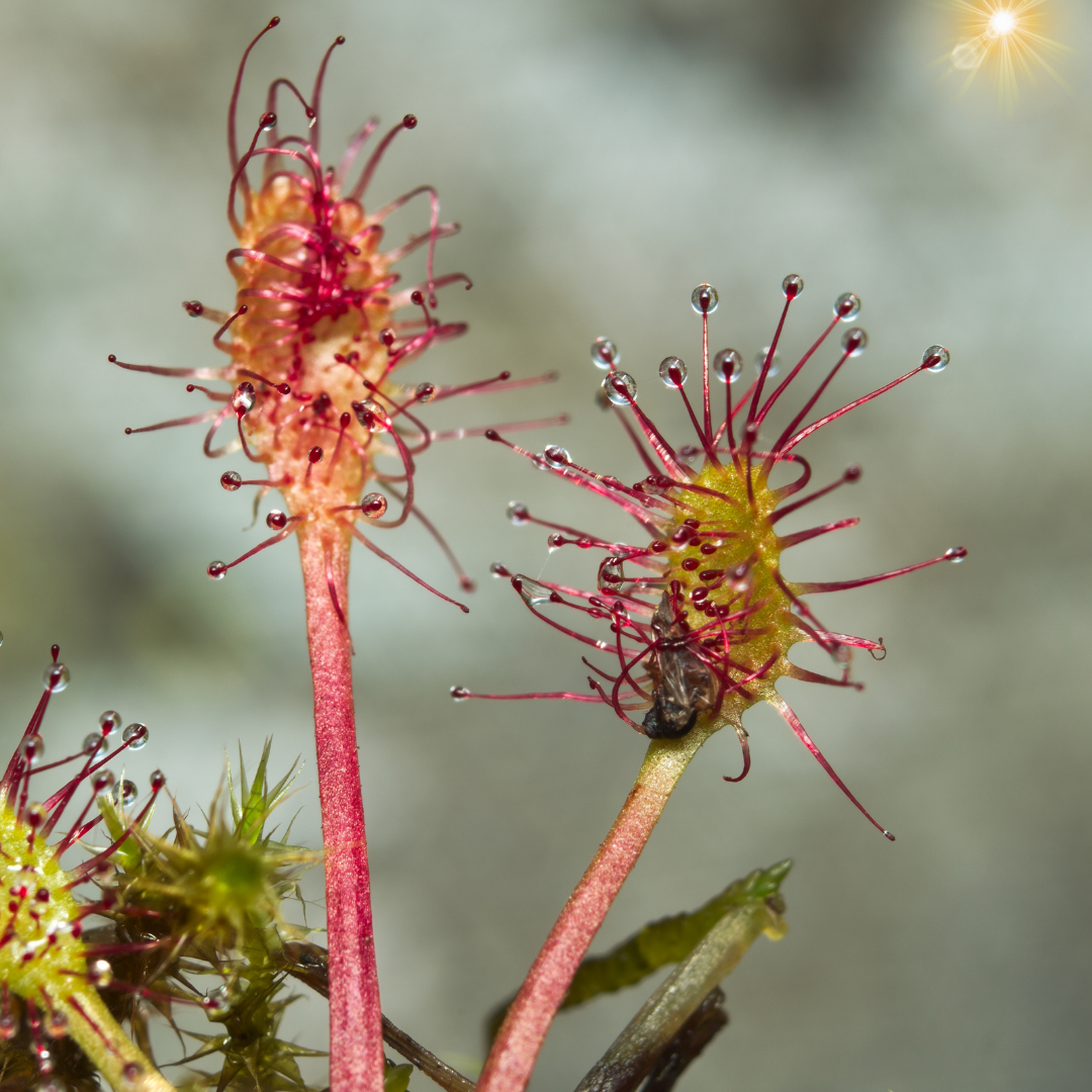 kids guide to venus flytraps