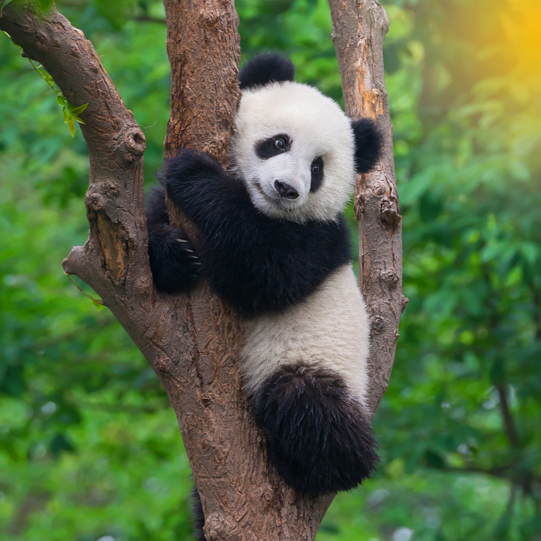 pandas for kids