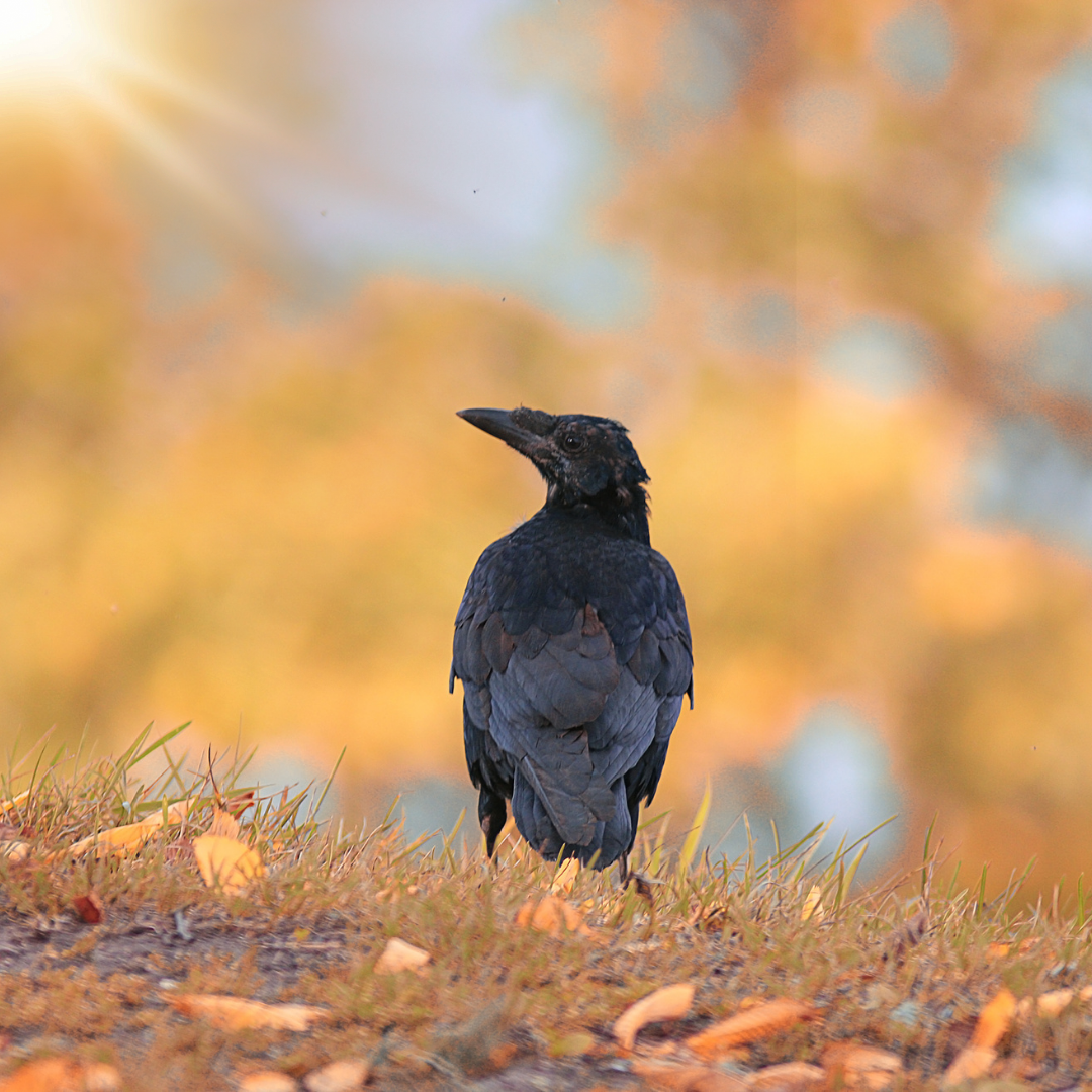 smart intelligent bird