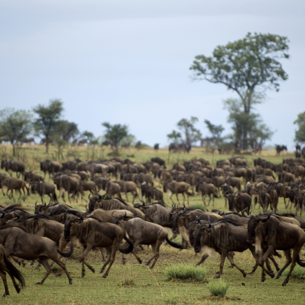 The Great Migration - Welcome to Serengeti National Park
