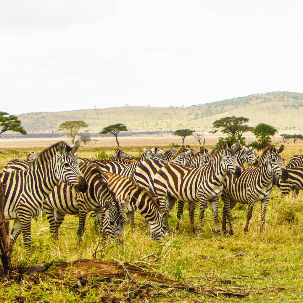Lots of zebras - Protecting the Serengeti