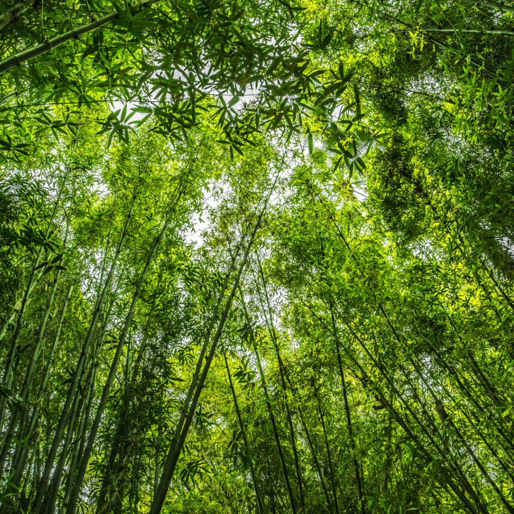 English news article for kids Amazing facts about bamboo