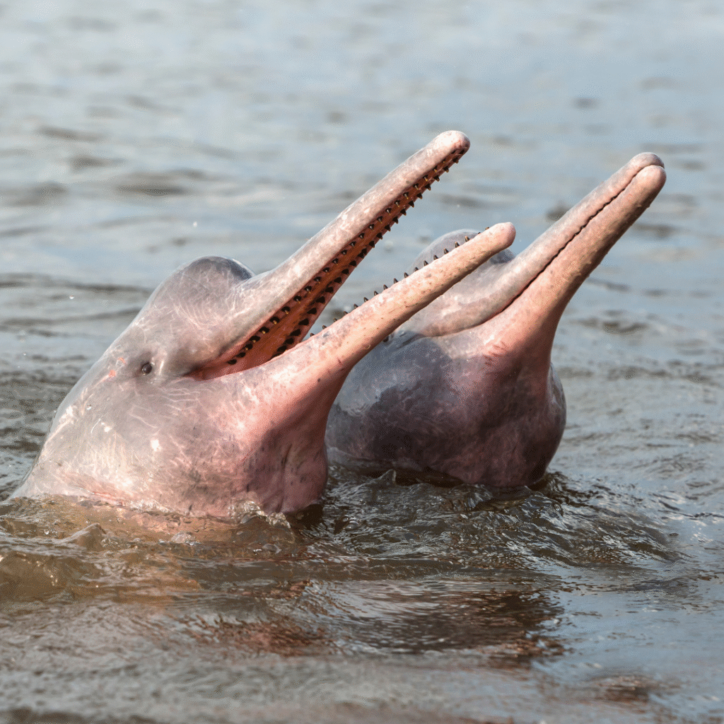 English news article for kids The mighty Amazon River