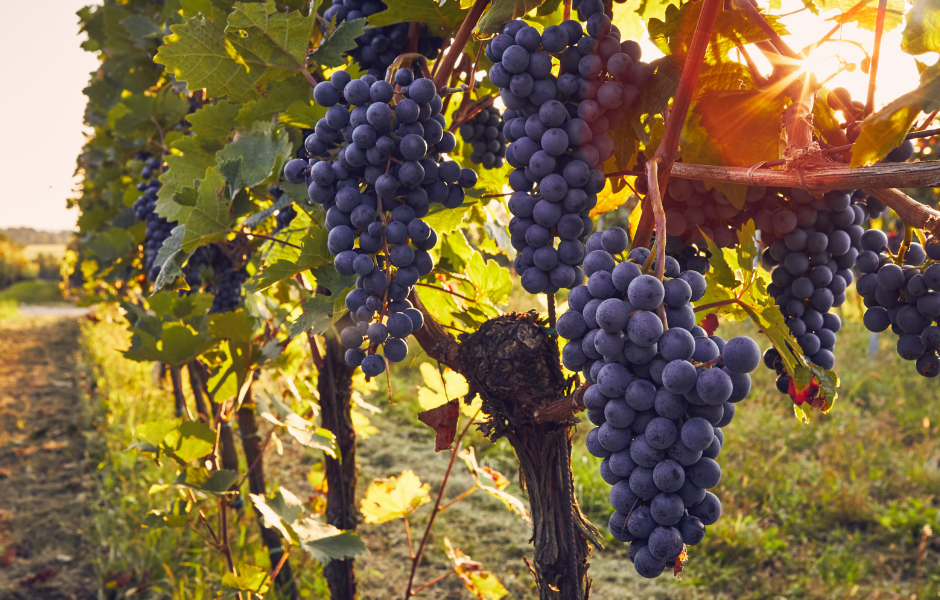Grape vineyard - Rtveli Let’s celebrate Georgia’s grape harvest festival