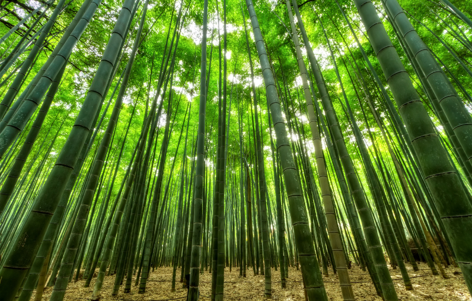World Bamboo Day celebrating the worlds fastest growing plant - Childrens English article