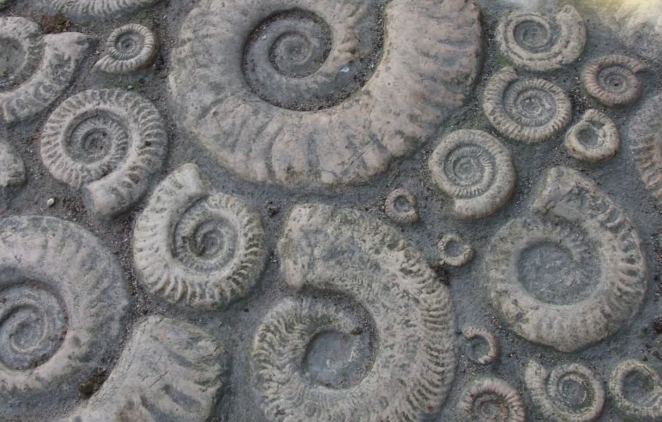 how are fossils formed