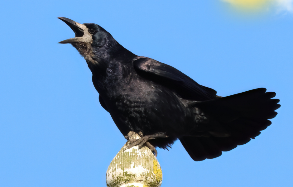 smart intelligent bird