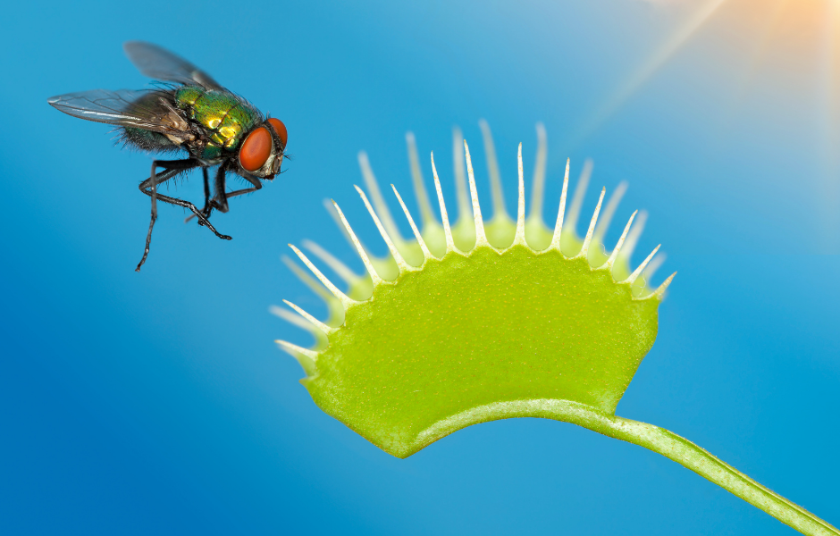 kids guide to venus flytraps