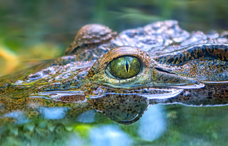 What’s the difference between an alligator and a crocodile?