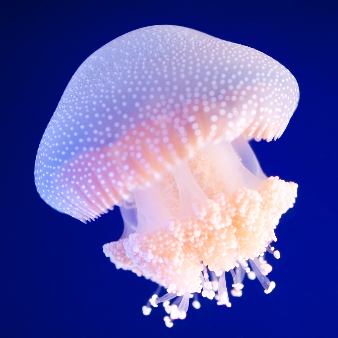 immortal jellyfish