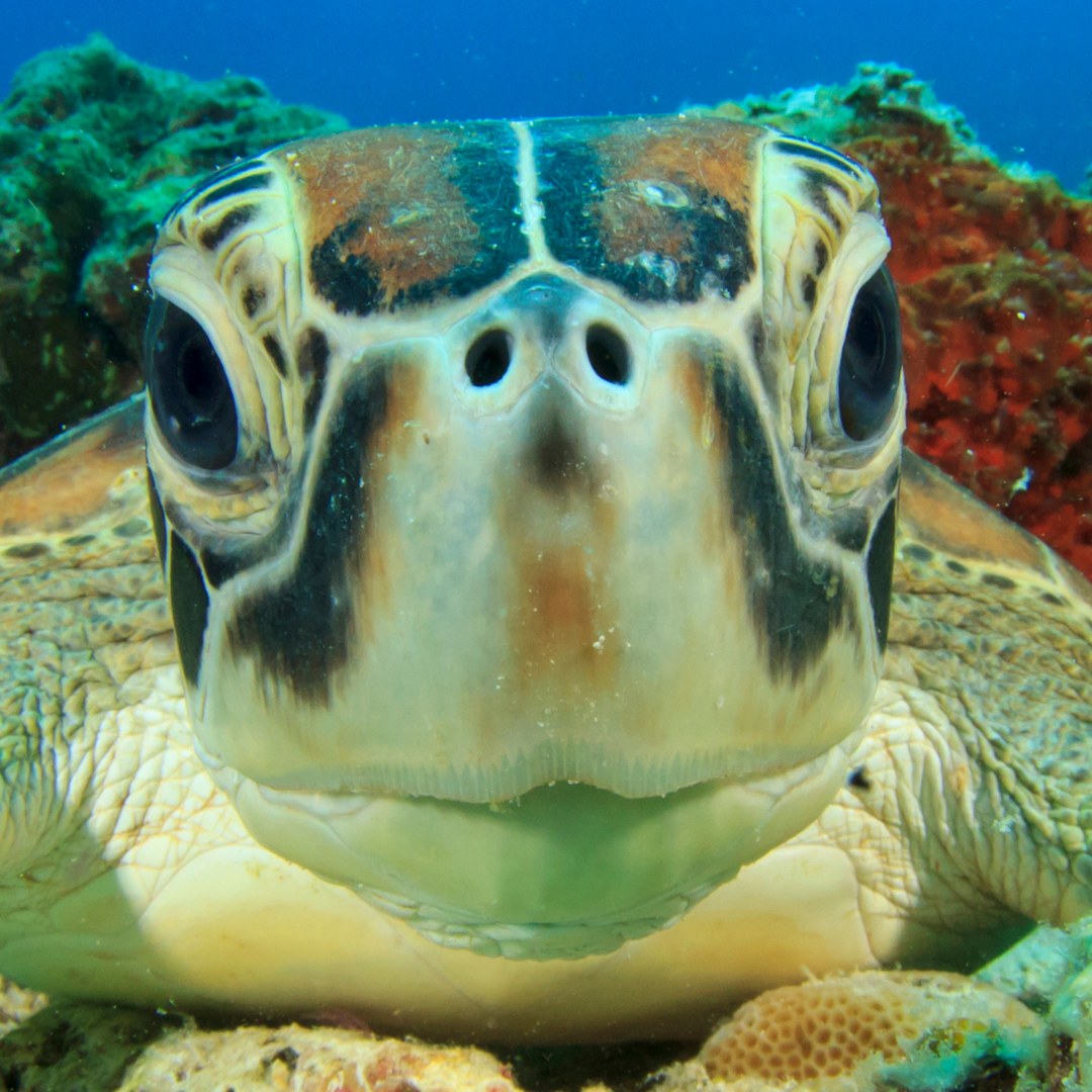 sea turtle