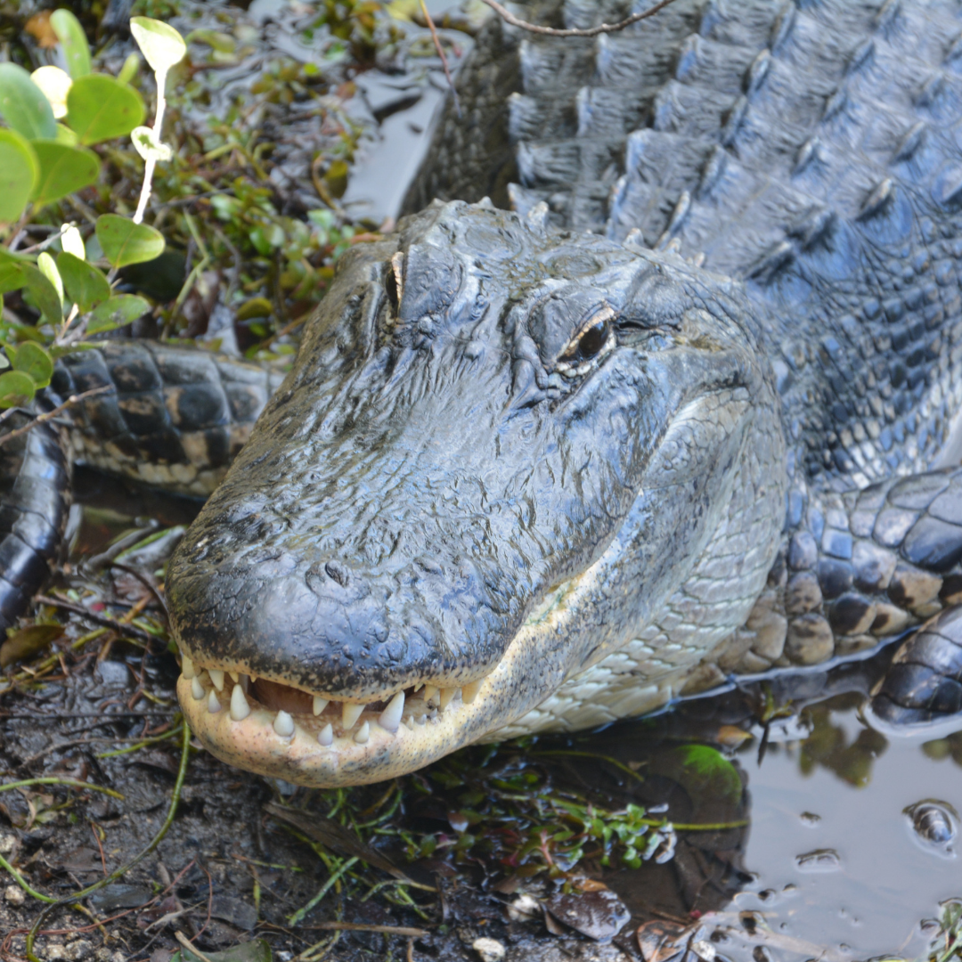 What’s the difference between an alligator and a crocodile?