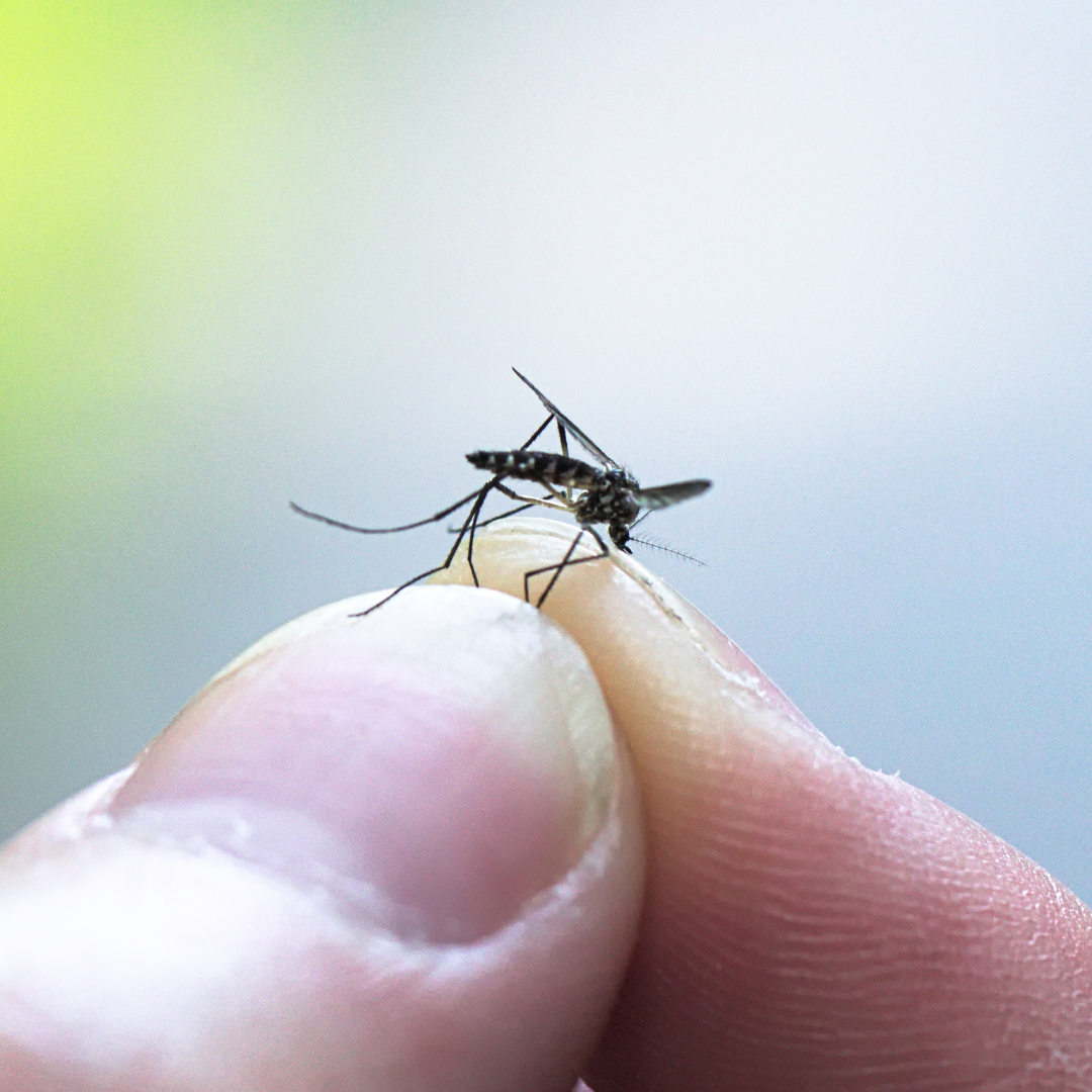 Mosquitoes discovered in Iceland for the first time ever