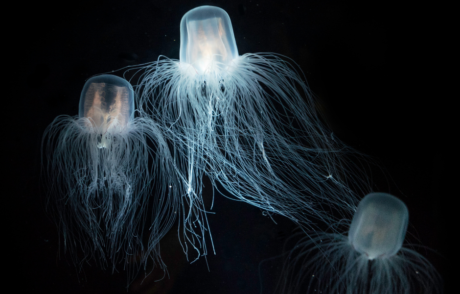 immortal jellyfish