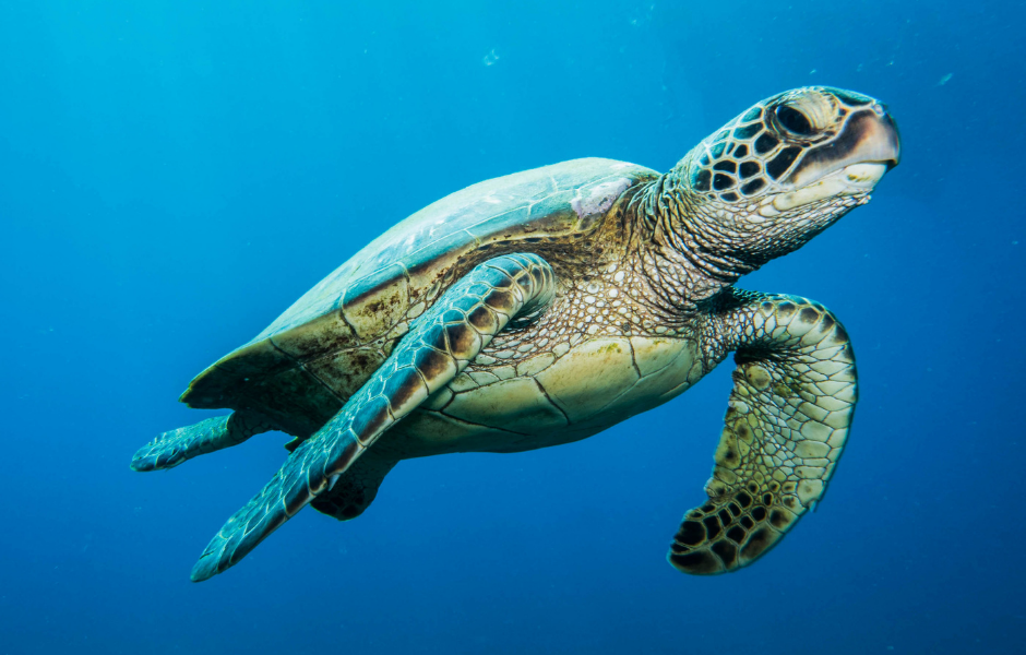 From endangered to thriving: the green turtle’s story