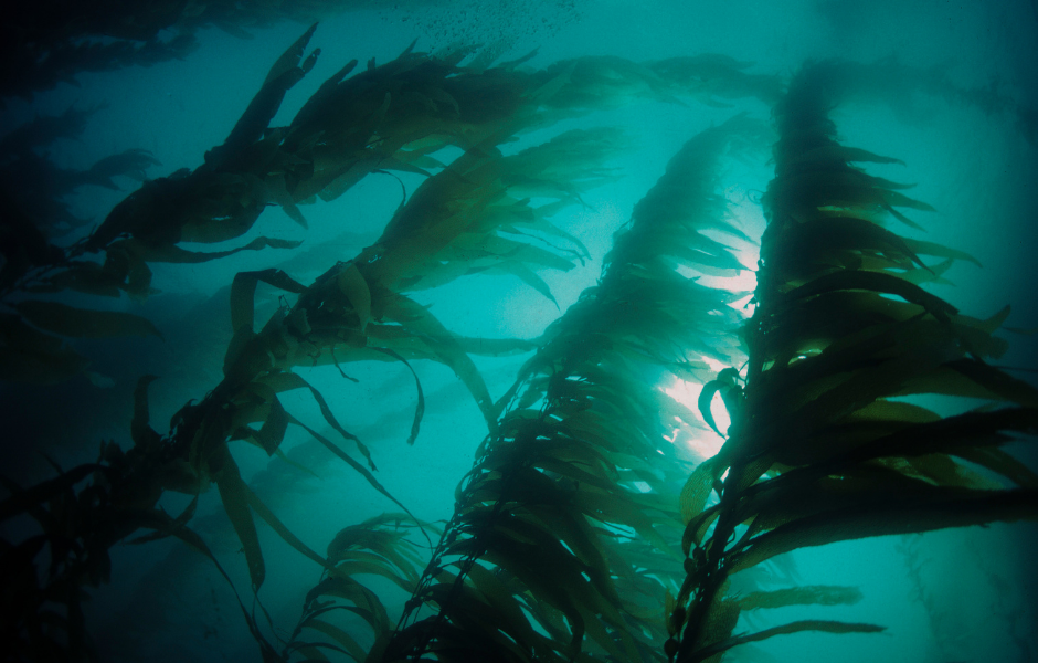 Seaweed in the ocean - How seaweed farms could help cool the planet - Children's English news for kids