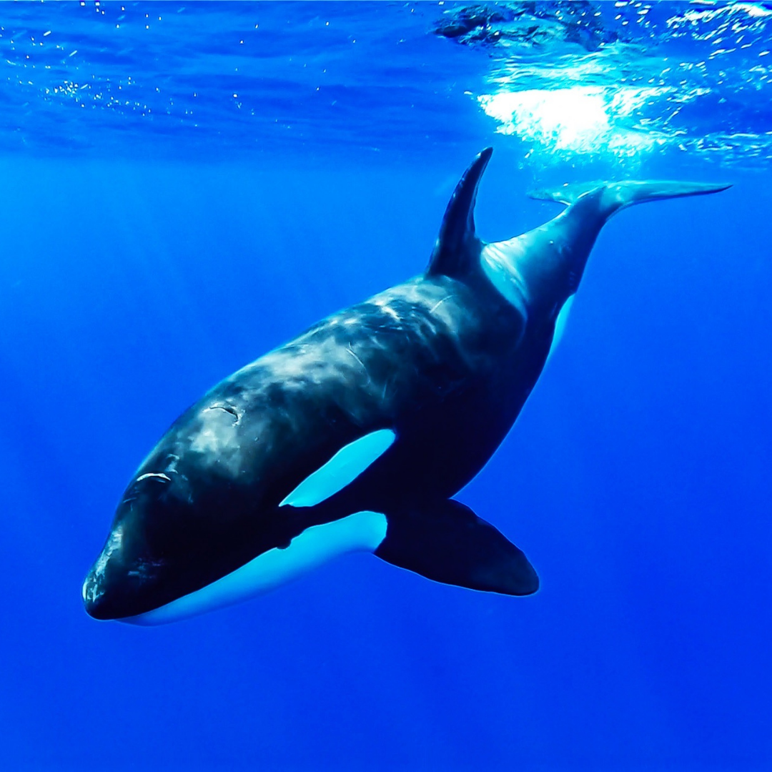 Orcas explained: A kids' guide to the ocean's best hunters