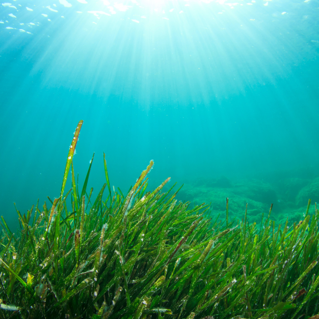 Seaweed in the ocean. The surprising power of seaweed