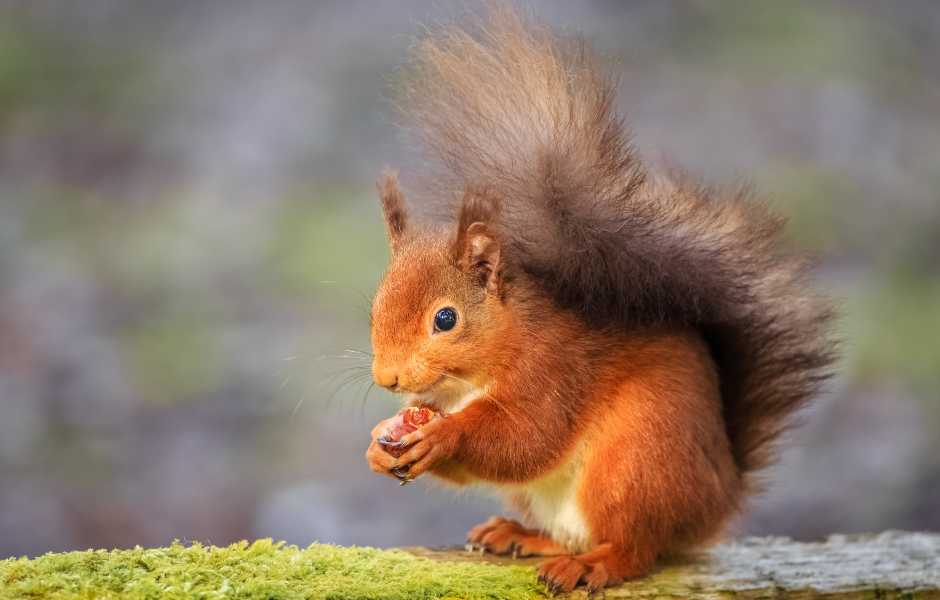 A red squirrel eating an acorn - return to the Highlands: a kids’ guide to a conservation success story