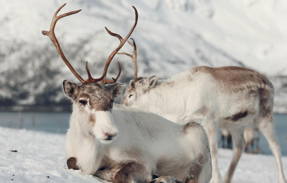 Rudolph and friends: the amazing world of reindeer